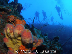pitted sponge at windows dive site at parguera area,PUERT... by Victor J. Lasanta 